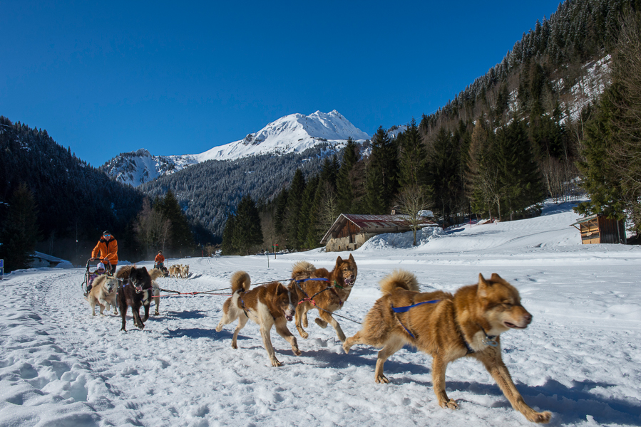 Les chiens de traîneaux à Contamines-Montjoie dans la neige.